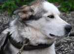 Sleddog